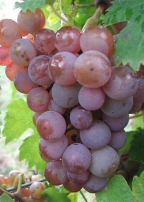 Kernling IMG 1270